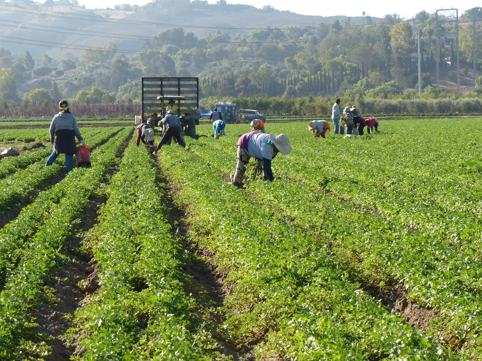 Hispanic agricultural crew harvesting in a California field at sunrise