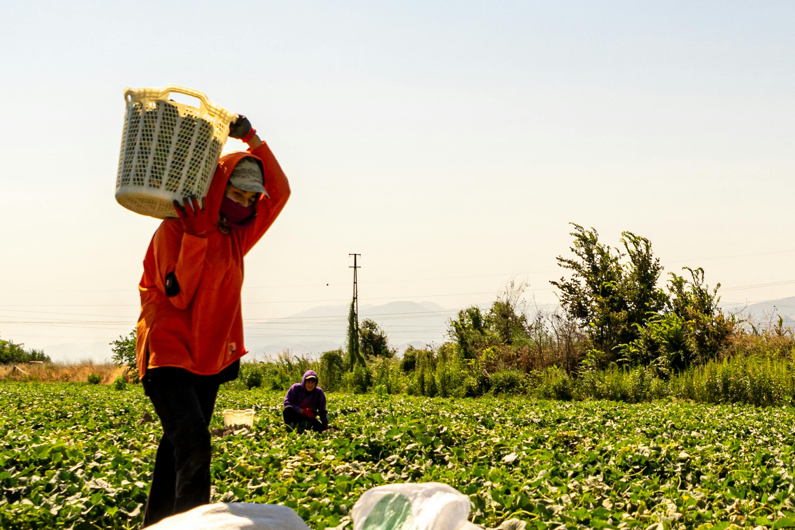 Farm worker harvesting crops in the field