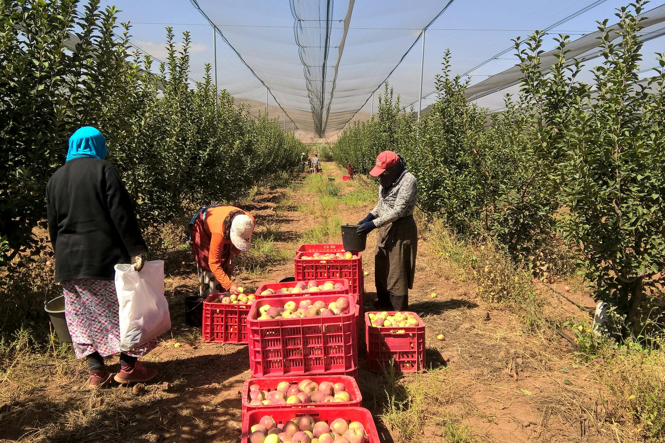 Farm workers harvesting apples in orchard