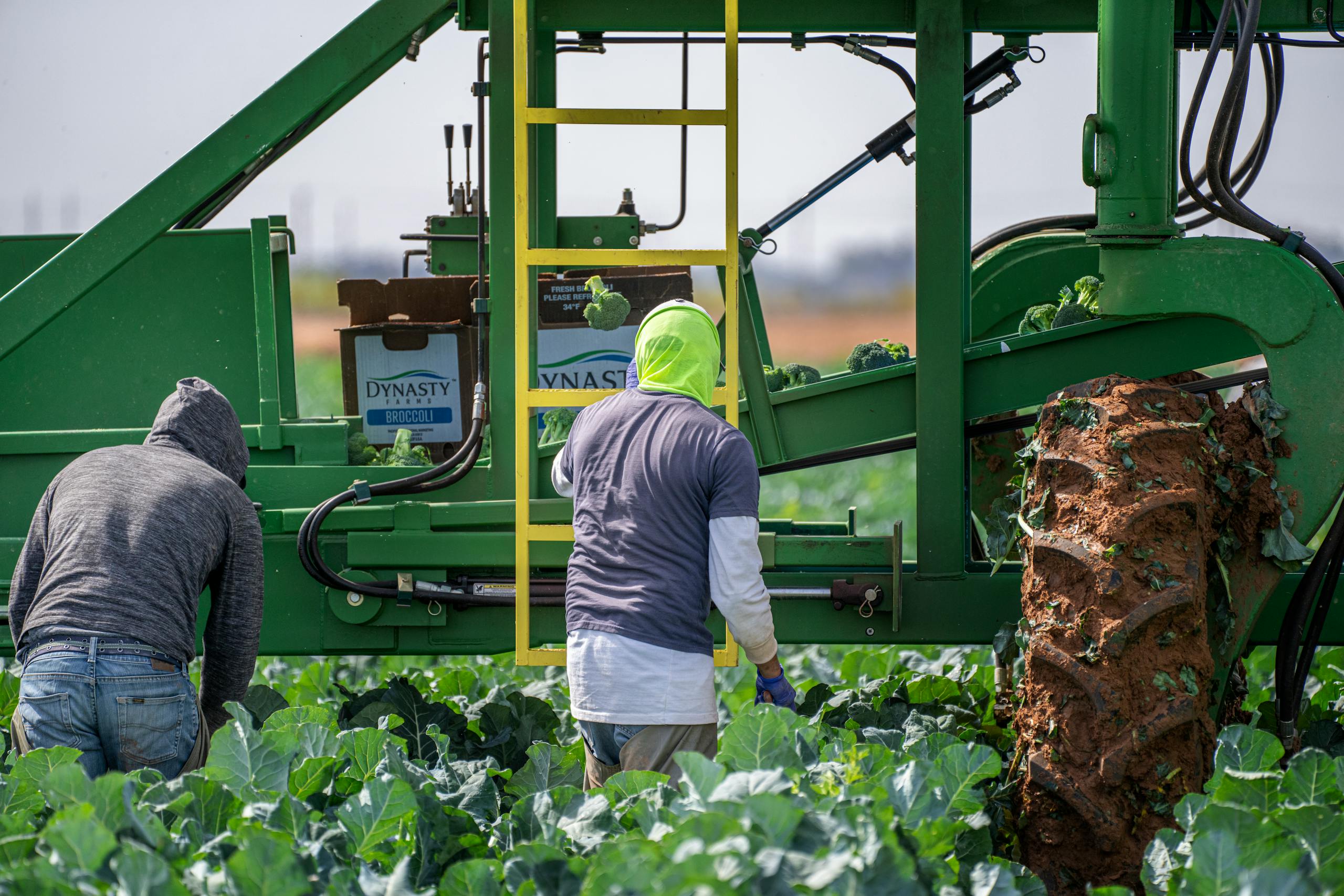 Agricultural workers harvesting produce
